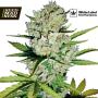 Super Skunk Automatic Feminised Seeds (White Label Seed Co)