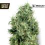 White Gold Feminised Seeds (White Label Seed Co)