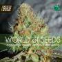 Afghan Kush Special (Legend Collection) Feminised Seeds (World Of Seeds)