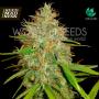 CLEARANCE - Afghan Kush x Skunk (Medical Collection) Feminised Seeds (World Of Seeds)