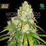 Afghan Kush x Yumbolt (Medical Collection) Feminised Seeds (World Of Seeds)