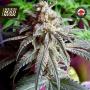 Auto Purple Dawg Mass Feminised Seeds (Critical Mass Collective)