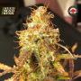 Auto Sour Melon Mass Feminised Seeds (Critical Mass Collective)