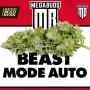 Beast Mode Auto Feminised Seeds (Mega Buds)