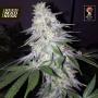Blessed by Banana Feminised Seeds (Grateful Seeds)