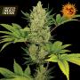 Blueberry Cheese (was Blue Cheese) Autoflowering Feminised Seeds from Barneys Farm