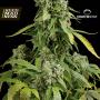 CLEARANCE - Blue Cheese Auto Feminised Seeds (Dinafem)