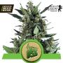 Blue Cheese Auto Feminised Seeds (Royal Queen Seeds)