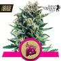 Blue Cheese Feminised Seeds (Royal Queen Seeds)
