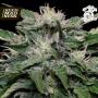 Don Blueberry Auto Feminised Seeds (Don Avalanche Seeds)