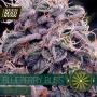 Blueberry Bliss Auto Feminised Seeds (Vision Seeds)