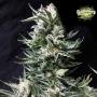 CLEARANCE - Bruce the Russian Feminised Seeds (Cream of the Crop)