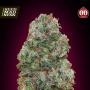 Bubble Gum Feminised Seeds (00 Seeds Bank)