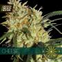 CLEARANCE - Gouda's Grass (Cheese) Feminised Seeds (Vision Seeds)