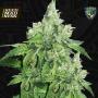 Citron Givre (Birthday Cake Selected) Feminised Seeds (TH Seeds)
