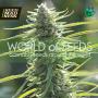 Colombian Gold (Pure Origin Collection) Feminised Seeds (World Of Seeds)