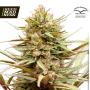 CLEARANCE - ComPassion Feminised Seeds (Dutch Passion)