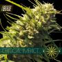Critical Impact Feminised Seeds (Vision Seeds)