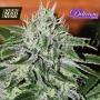 Critical Jack Herer Feminised Seeds (Delicious Seeds)