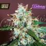 CLEARANCE - Critical Neville Haze 2.0 Feminised Seeds (Delicious Seeds)
