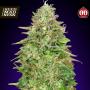 Critical Poison Fast Feminised Seeds (00 Seeds Bank)