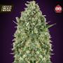 Critical Poison Feminised Seeds (00 Seeds Bank)