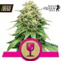 Critical Feminised Seeds (Royal Queen Seeds)