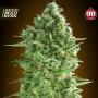 CLEARANCE - Auto Do Si Dos Cookies Feminised Seeds (00 Seeds Bank)