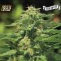 Dream Queen Auto Feminised Seeds (Humboldt Seed Company)