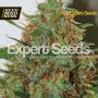 Expert Haze Feminised Seeds (Expert Seeds)