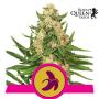 CLEARANCE - Fat Banana Feminised Seeds (Royal Queen Seeds)