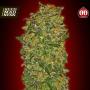 Female Collection #2 Feminised Seeds (00 Seeds Bank)