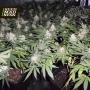Fromage Blue Feminised Seeds (Pheno Finder Seeds)
