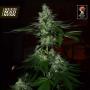 Frosted Madness Feminised Seeds (Grateful Seeds)