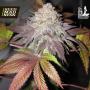 Fruit Cup (Gold Line) Feminised Seeds (Cali Connection)
