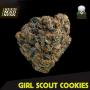 Girl Scout Cookies Feminised Seeds (BlackSkull Seeds)