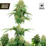 Girl Scout Cookies Feminised Seeds (White Label Seed Co)