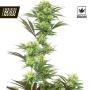 Guava Jelly Feminised Seeds (White Label Seed Co)