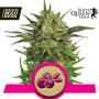 Haze Berry Feminised Seeds (Royal Queen Seeds)