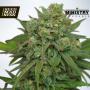 CLEARANCE - Instakush Feminised Seeds (Ministry of Cannabis)