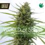 CLEARANCE - Kilimanjaro (Pure Origin Collection) Feminised Seeds (World Of Seeds)