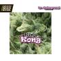 King Kong Feminised Seeds (Dr Underground)