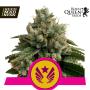 Legendary Punch Feminised Seeds (Royal Queen Seeds)