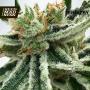 Mandarin Haze Feminised Seeds (Ministry of Cannabis)