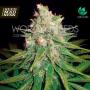 Mazar x Great White Shark (Medical Collection) Feminised Seeds (World Of Seeds)