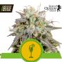 Mimosa Automatic Feminised Seeds (Royal Queen Seeds)