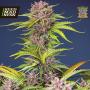 Mimosa Bruce Banner XL Auto Feminised Seeds (Sweet Seeds)