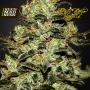 Moby Dick Feminised Seeds (Green House Seed Co)