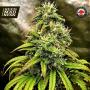 Monolith Mass Feminised Seeds (Critical Mass Collective)