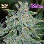 Northern Light Blue Auto Feminised Seeds (Delicious Seeds)